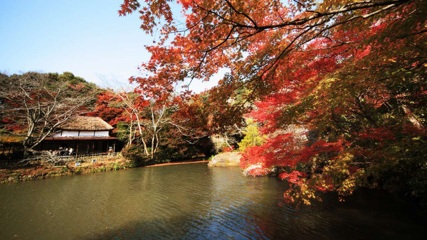 九州賞楓必去！2026御船山樂園紅葉祭日夜雙絕 日本最大夜楓點燈/免費接駁巴士+懶人包 