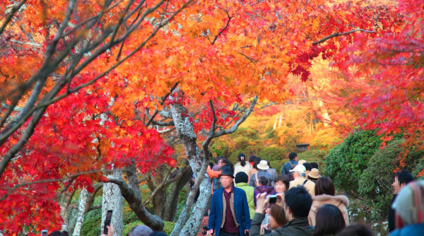 九州賞楓必去！2026御船山樂園紅葉祭日夜雙絕 日本最大夜楓點燈/免費接駁巴士+懶人包 