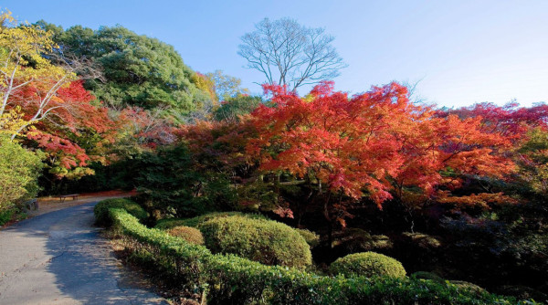 九州賞楓必去！2026御船山樂園紅葉祭日夜雙絕 日本最大夜楓點燈/免費接駁巴士+懶人包 