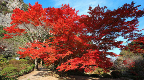 九州賞楓必去！2026御船山樂園紅葉祭日夜雙絕 日本最大夜楓點燈/免費接駁巴士+懶人包 