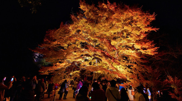 九州賞楓必去！2026御船山樂園紅葉祭日夜雙絕 日本最大夜楓點燈/免費接駁巴士+懶人包 