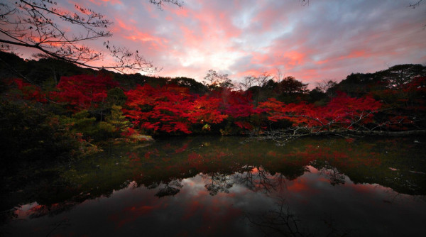 九州賞楓必去！2026御船山樂園紅葉祭日夜雙絕 日本最大夜楓點燈/免費接駁巴士+懶人包 