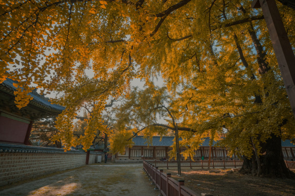 tchinese.seoul.go.kr