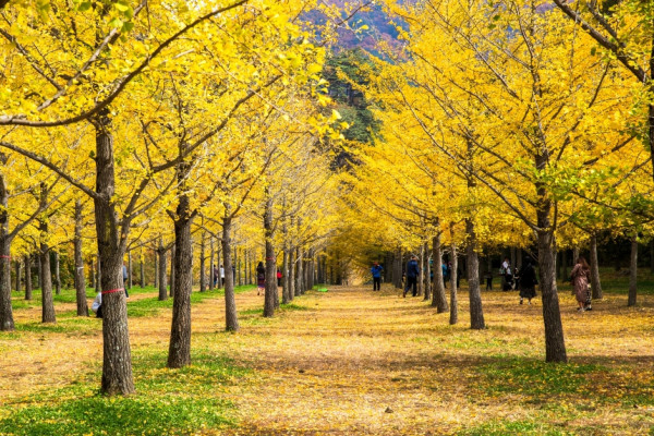 visitkorea.or.kr