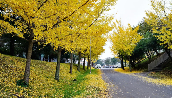visitjeju.net