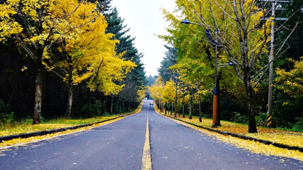 visitjeju.net