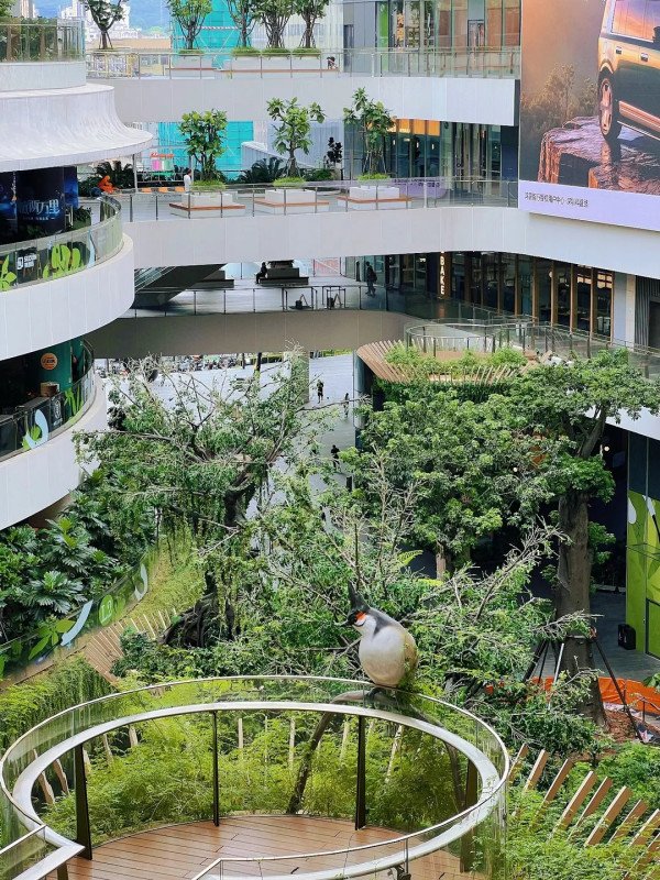 深圳「小新加坡」 地鐵直達！商場露天中庭＋200多種植物 網民大讚：藏在都市中的雨林 