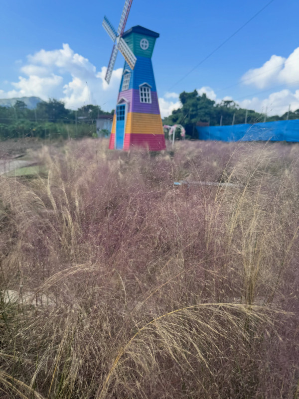港版童话仙境!元朗信芯园粉红芒草盛放 赏绝美向日葵花海附交通