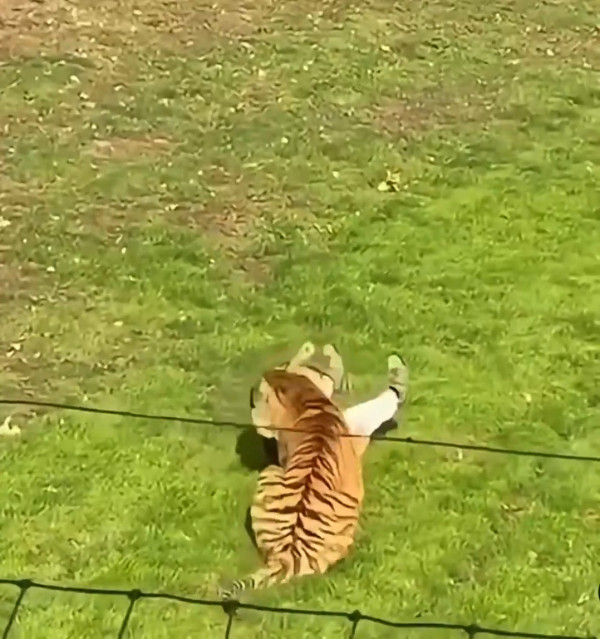 英國野生動物園驚傳慘劇 男子闖入虎園遭咬死 園方宣布涉事老虎免人道毀滅
