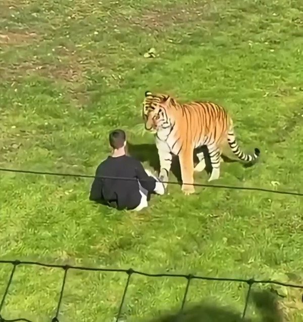 英國野生動物園驚傳慘劇 男子闖入虎園遭咬死 園方宣布涉事老虎免人道毀滅