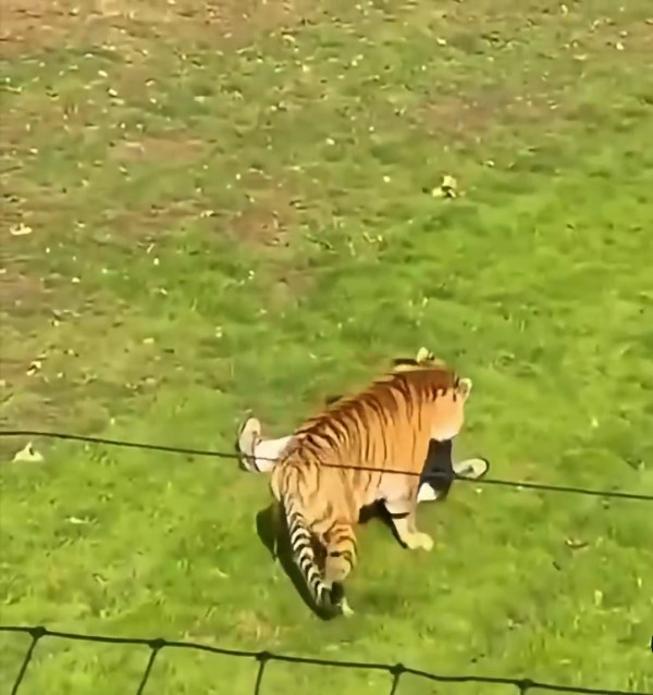 英國野生動物園驚傳慘劇 男子闖入虎園遭咬死 園方宣布涉事老虎免人道毀滅