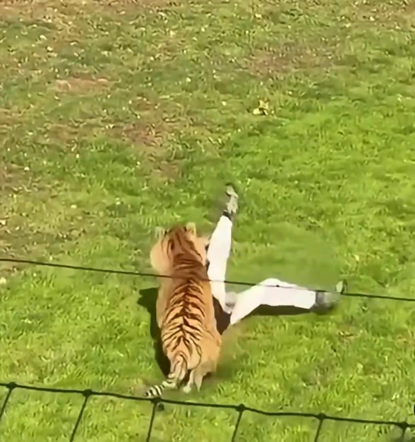 英國野生動物園驚傳慘劇 男子闖入虎園遭咬死 園方宣布涉事老虎免人道毀滅