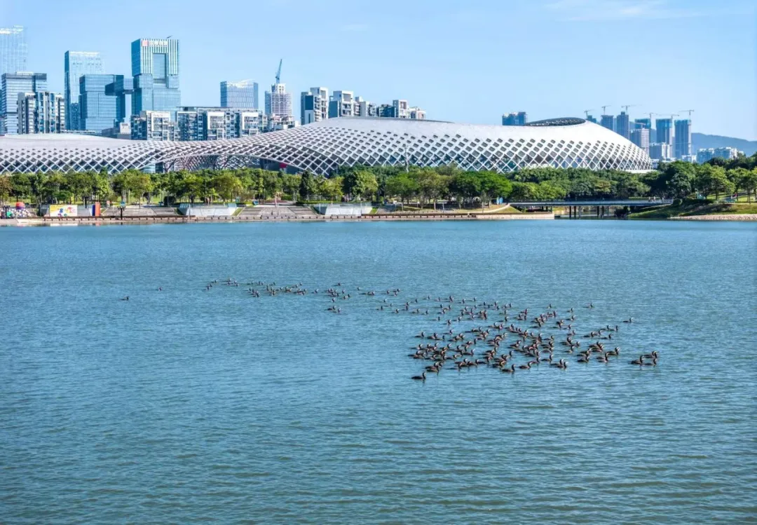 深圳南山觀鳥勝地3大必去推介！今秋首批黑翅長腳鷸/金斑鴴/環頸鴴抵達 
