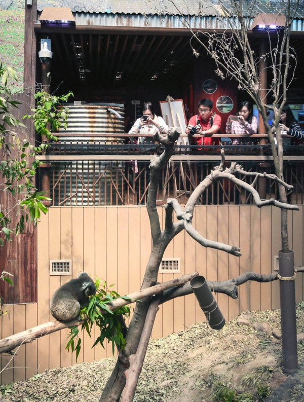 海洋公園原來有樹熊？舊照掀集體回憶 來港前曾特訓聽中文揭4大成員去向