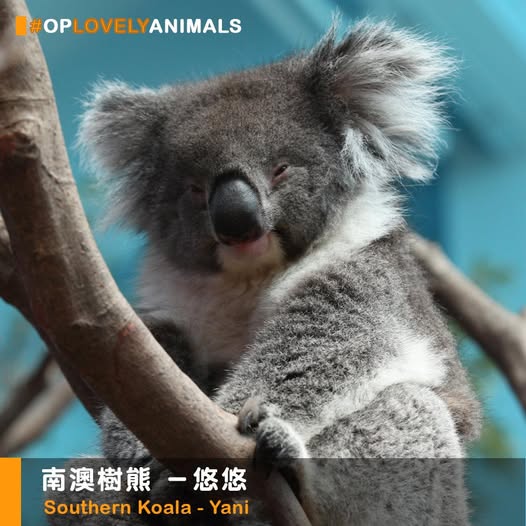 海洋公園原來有樹熊？舊照掀集體回憶 來港前曾特訓聽中文揭4大成員去向
