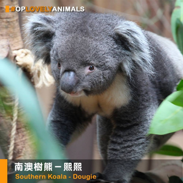 海洋公園原來有樹熊？舊照掀集體回憶 來港前曾特訓聽中文揭4大成員去向