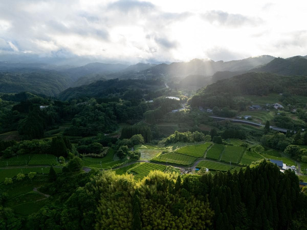 Saicho推珍稀Minami Sayaka气泡茶！日本宫崎火山茶园风味