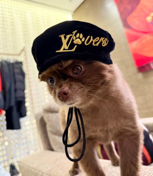 鍾欣潼阿嬌曝5位數LV限定款手袋當寵物袋用！超級富養愛犬全身都係名牌顛覆想像