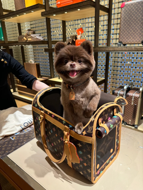 鍾欣潼阿嬌曝5位數LV限定款手袋當寵物袋用！超級富養愛犬全身都係名牌顛覆想像