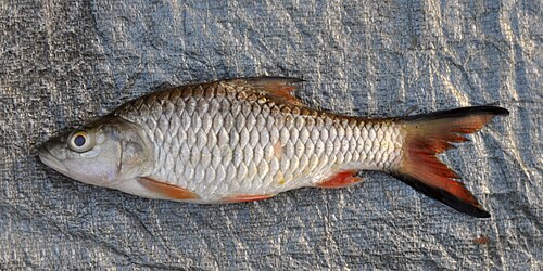 活釣鯉魚煮熟吃竟致橫紋肌溶解！5人餐後不適入院／這種魚恐成哈夫病新元兇