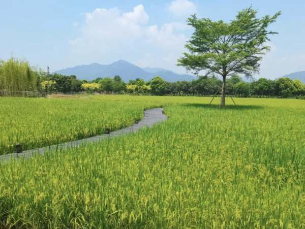 廣州後花園!清遠度假酒店8大推介 日本認證溫泉/無邊際泳池/無敵山水景觀