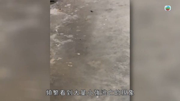 屯门公屋｜蝴蝶邨惊现“蟑螂屋”！直击走廊遍地小强尸体 邻居崩溃：每晚飞几十只入屋