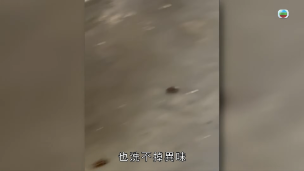 屯门公屋｜蝴蝶邨惊现“蟑螂屋”！直击走廊遍地小强尸体 邻居崩溃：每晚飞几十只入屋