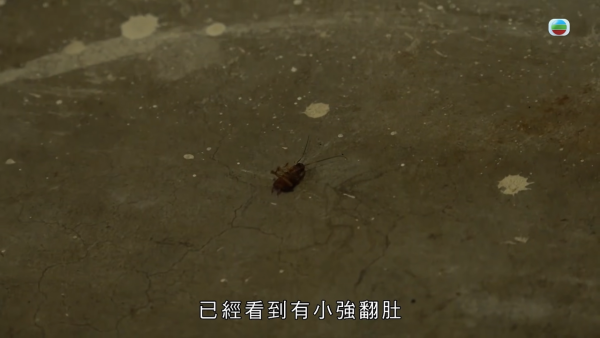 屯门公屋｜蝴蝶邨惊现“蟑螂屋”！直击走廊遍地小强尸体 邻居崩溃：每晚飞几十只入屋