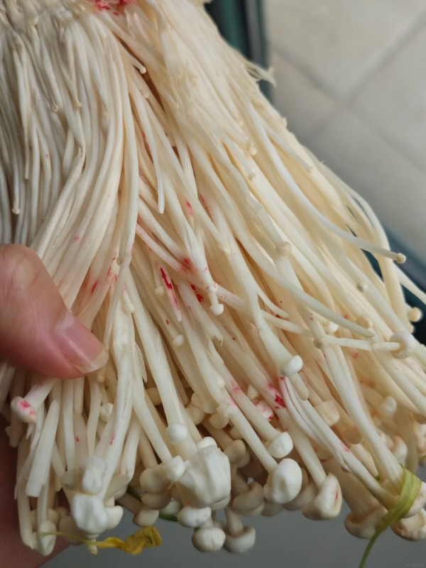 金針菇放2日驚現恐怖「鮮紅血斑」！網民警告：劇毒黏菌食完即入醫院  附正確雪櫃消毒法