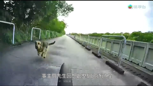 元朗南生圍再現狗隻狂追單車驚險事件！狗主辯稱養狗陪阿媽：「冇咗隻狗我阿媽仲危險」