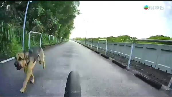 元朗南生圍再現狗隻狂追單車驚險事件！狗主辯稱養狗陪阿媽：「冇咗隻狗我阿媽仲危險」