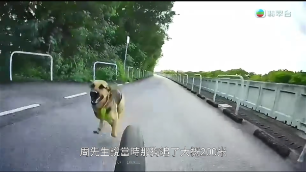 元朗南生圍再現狗隻狂追單車驚險事件！狗主辯稱養狗陪阿媽：「冇咗隻狗我阿媽仲危險」