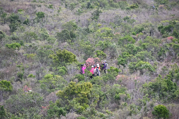 香港行山節，圖片為過往活動圖片，只供參考之用。（圖片來源︰行山樂）