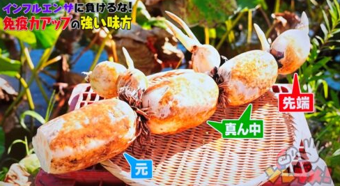 日本節目《Sore Dame！ 》