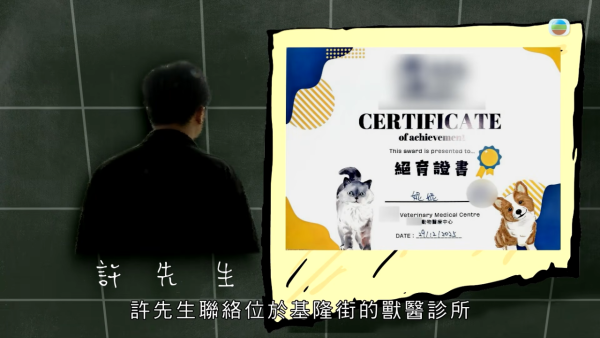 深水埗獸醫診所驚爆無牌行醫黑幕 布偶貓絕育後慘死  絕密錄音揭誤將膀胱當子宮切除