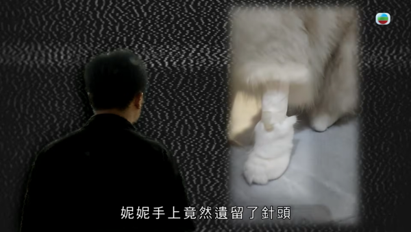 深水埗獸醫診所驚爆無牌行醫黑幕 布偶貓絕育後慘死  絕密錄音揭誤將膀胱當子宮切除