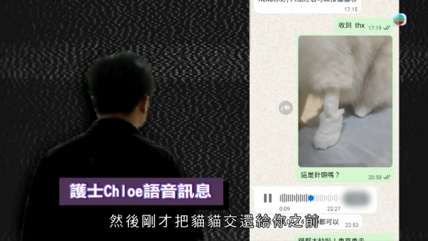 深水埗獸醫診所驚爆無牌行醫黑幕 布偶貓絕育後慘死  絕密錄音揭誤將膀胱當子宮切除