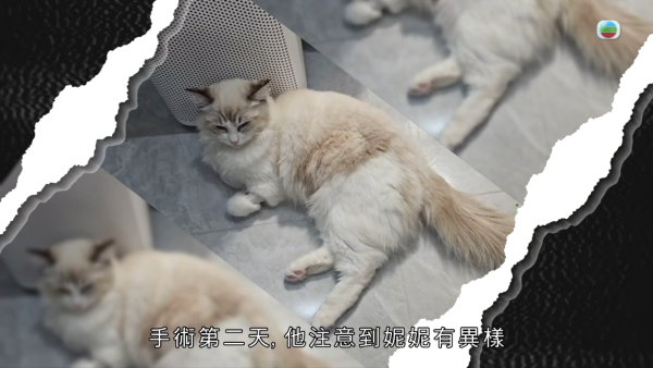 深水埗獸醫診所驚爆無牌行醫黑幕 布偶貓絕育後慘死  絕密錄音揭誤將膀胱當子宮切除