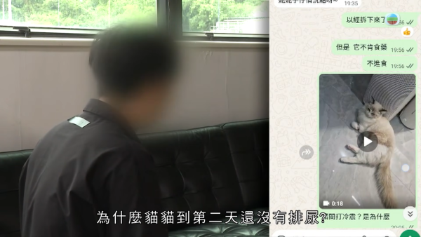 深水埗獸醫診所驚爆無牌行醫黑幕 布偶貓絕育後慘死  絕密錄音揭誤將膀胱當子宮切除