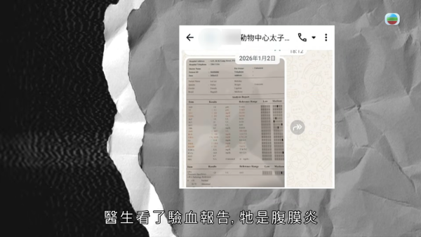 深水埗獸醫診所驚爆無牌行醫黑幕 布偶貓絕育後慘死  絕密錄音揭誤將膀胱當子宮切除