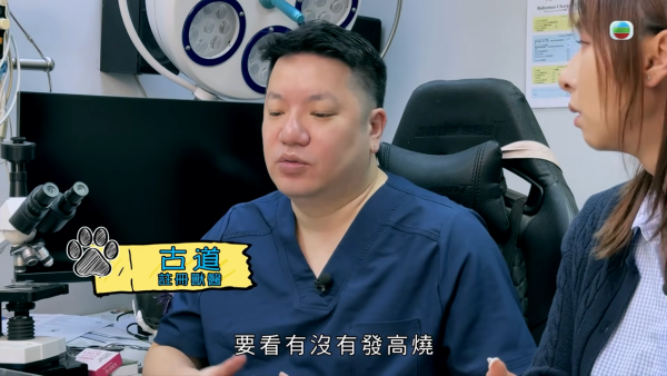 深水埗獸醫診所驚爆無牌行醫黑幕 布偶貓絕育後慘死  絕密錄音揭誤將膀胱當子宮切除