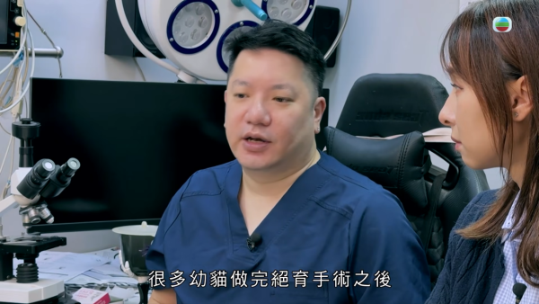深水埗獸醫診所驚爆無牌行醫黑幕 布偶貓絕育後慘死  絕密錄音揭誤將膀胱當子宮切除