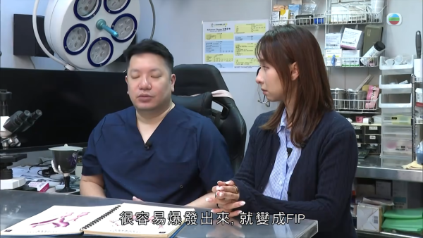 深水埗獸醫診所驚爆無牌行醫黑幕 布偶貓絕育後慘死  絕密錄音揭誤將膀胱當子宮切除
