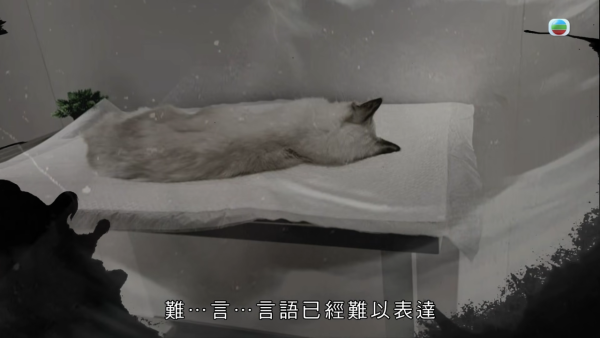 深水埗獸醫診所驚爆無牌行醫黑幕 布偶貓絕育後慘死  絕密錄音揭誤將膀胱當子宮切除