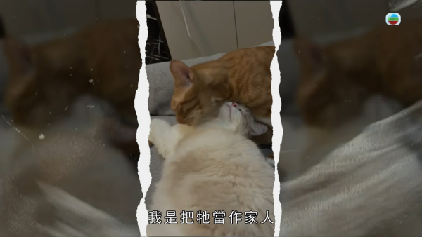 深水埗獸醫診所驚爆無牌行醫黑幕 布偶貓絕育後慘死  絕密錄音揭誤將膀胱當子宮切除