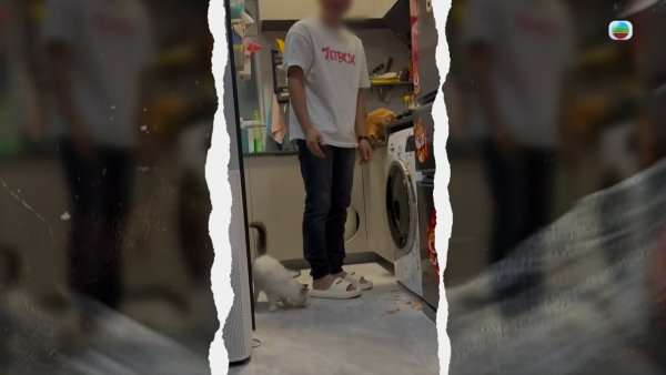 深水埗獸醫診所驚爆無牌行醫黑幕 布偶貓絕育後慘死  絕密錄音揭誤將膀胱當子宮切除