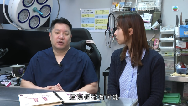 深水埗獸醫診所驚爆無牌行醫黑幕 布偶貓絕育後慘死  絕密錄音揭誤將膀胱當子宮切除