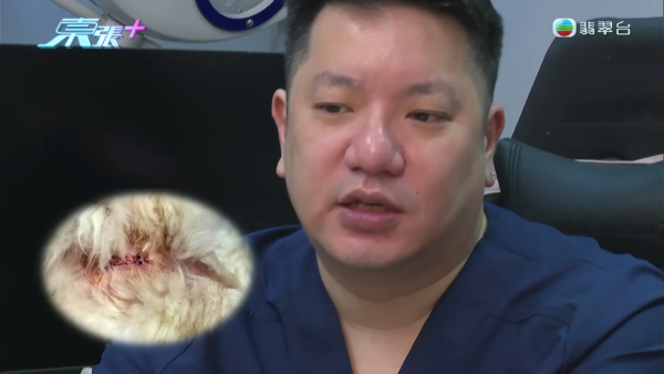深水埗无牌兽医被揭发仅护士资格!涉事者装傻拒绝承认 竟找新入职医生背锅?