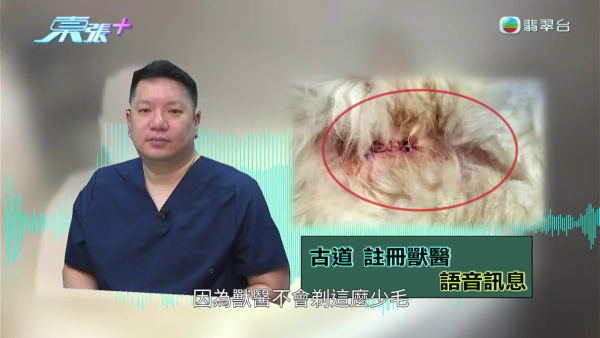 深水埗无牌兽医被揭发仅护士资格!涉事者装傻拒绝承认 竟找新入职医生背锅?