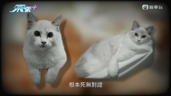 深水埗无牌兽医被揭发仅护士资格！涉事者装傻拒绝承认 竟找新入职医生背锅？